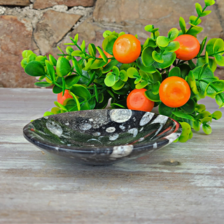 Orthoceras Fossil Bowl- 4", 5", and Freeform-Bowls-Angelic Healing Crystals Wholesale